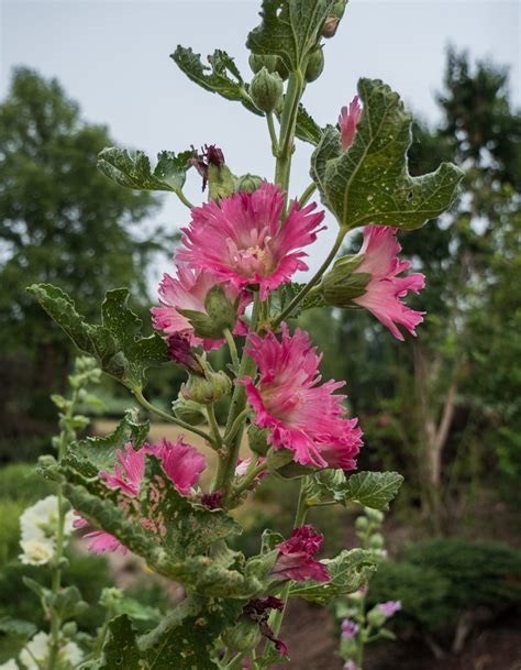 Alcea, Common Hollyhock, Garden Hollyhock Majorette