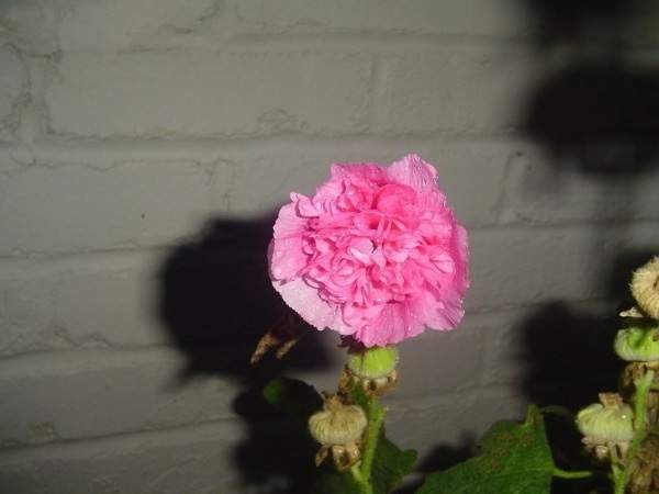 Alcea, Double Hollyhock, Garden Hollyhock Summer Carnival Rosy Pink