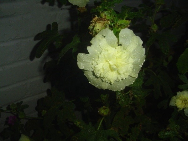 Alcea, Double Hollyhock, Garden Hollyhock Summer Carnival Yellow