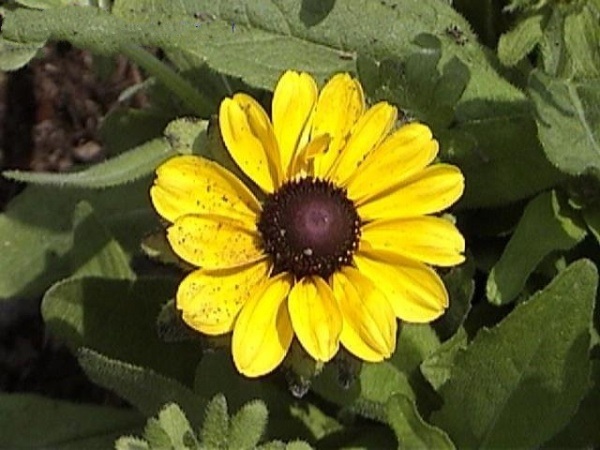 Rudbeckia, Black-Eyed Susan, Gloriosa Daisy Toto Lemon