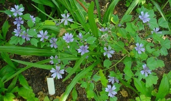 Malva, Mallow, French Hollyhock Primley Blue