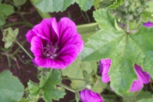Malva, Mallow, French Hollyhock Windsor Castle