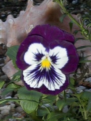 Viola, Garden Pansy, Pansy 'Whiskers Purple & White'