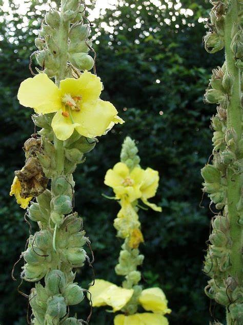 Verbascum Species, Wavy-Leaf Mullein, Wild Verbascum