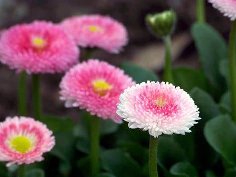 Bellis, Bruisewort, English Daisy, Lawn Daisy Pomponette Pink
