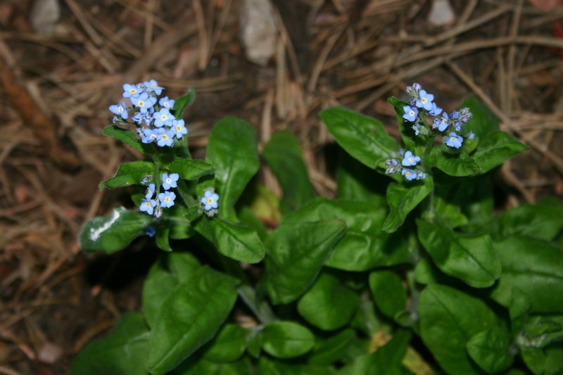 Myosotis, Annual Forget-Me-Not Blue Bird