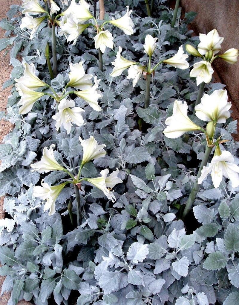 Jacobaea Species, Dusty Miller Cirrus