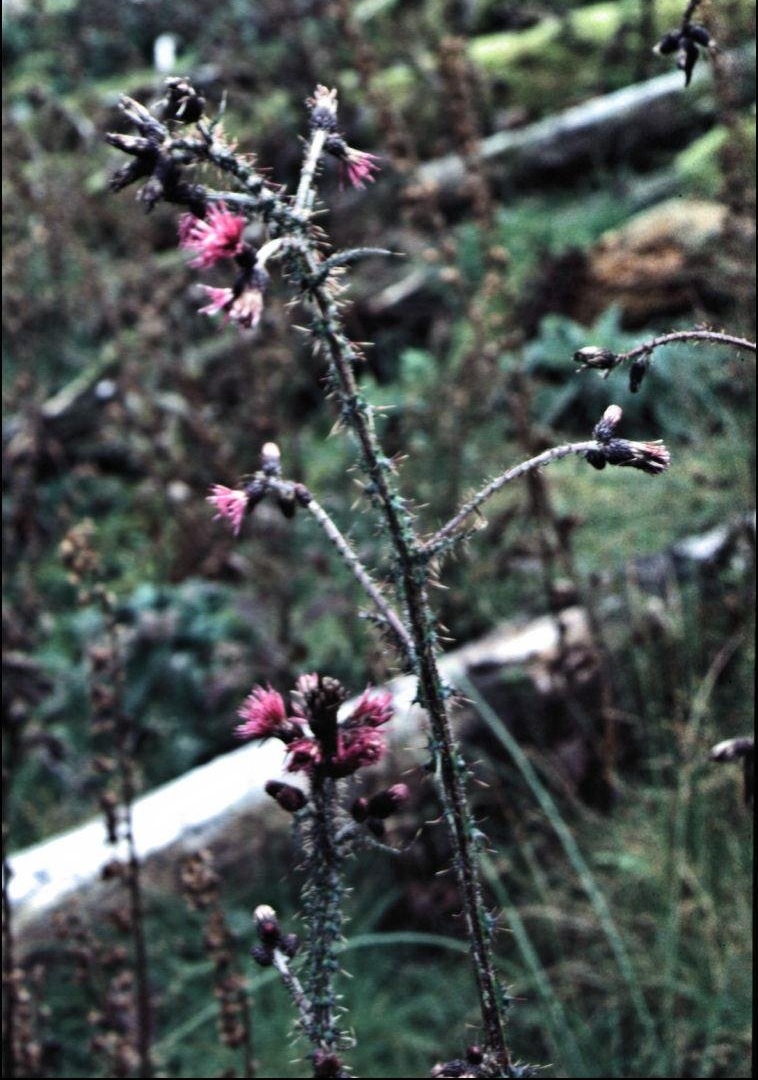 Cirsium Species, Creeping Thistle, European Swamp Thistle, Marsh Thistle