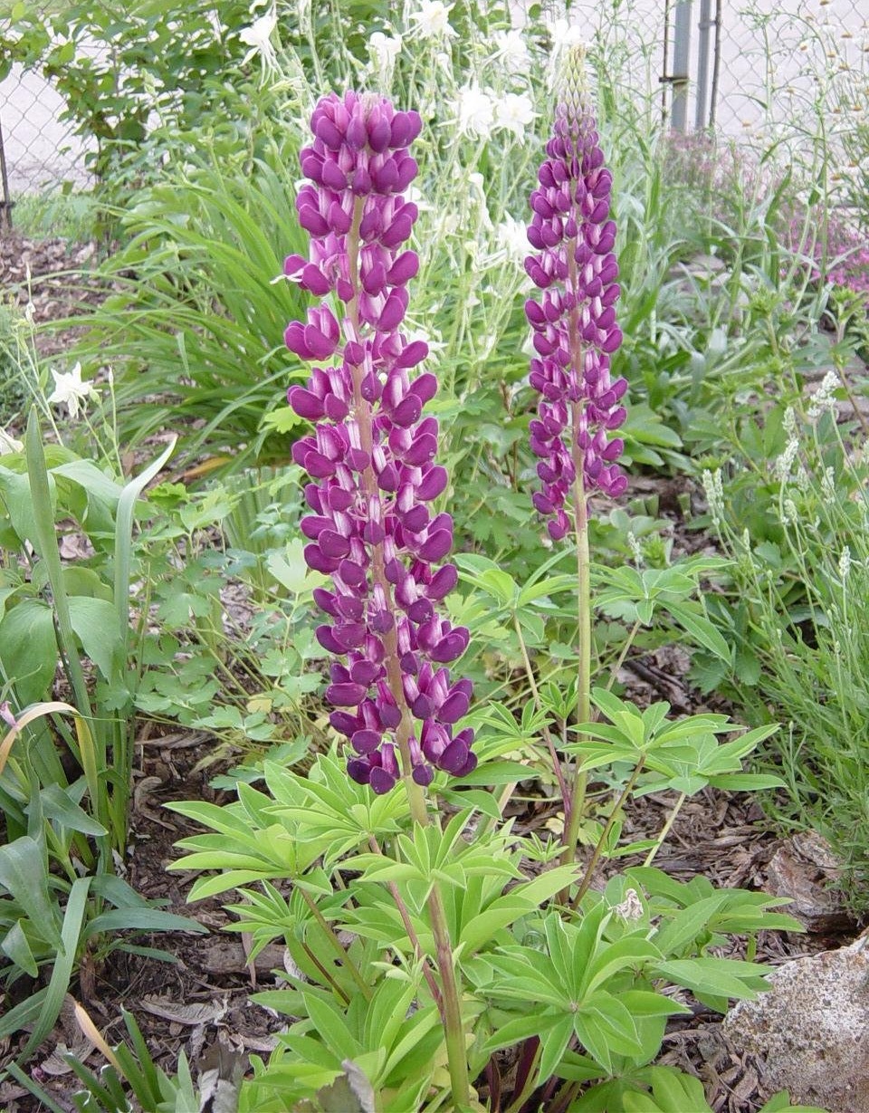 Lupinus, Lupin, Lupine Tutti Frutti Mix