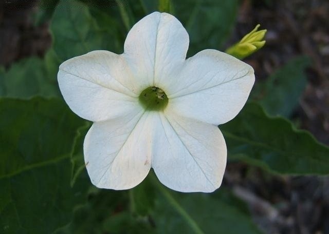 Nicotiana, Flowering Tobacco Domino White