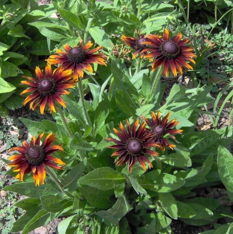 Rudbeckia, Black-Eyed Susan, Gloriosa Daisy Hot Chocolate