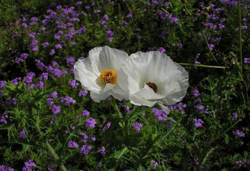 Bluestem Pricklypoppy, White Pricklypoppy