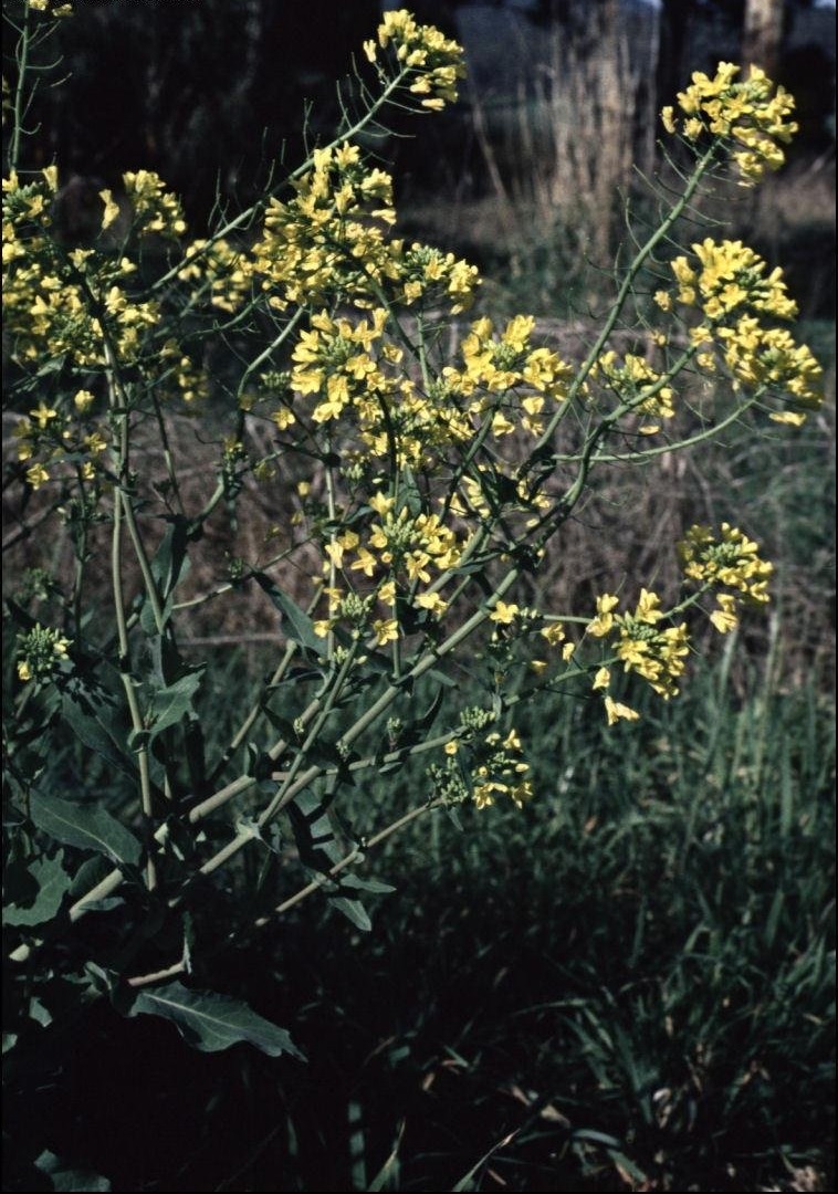Field Mustard, Rape Mustard