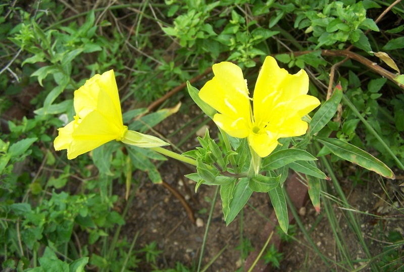 Oenothera Species, River Primrose, Trumpet Evening-Primrose