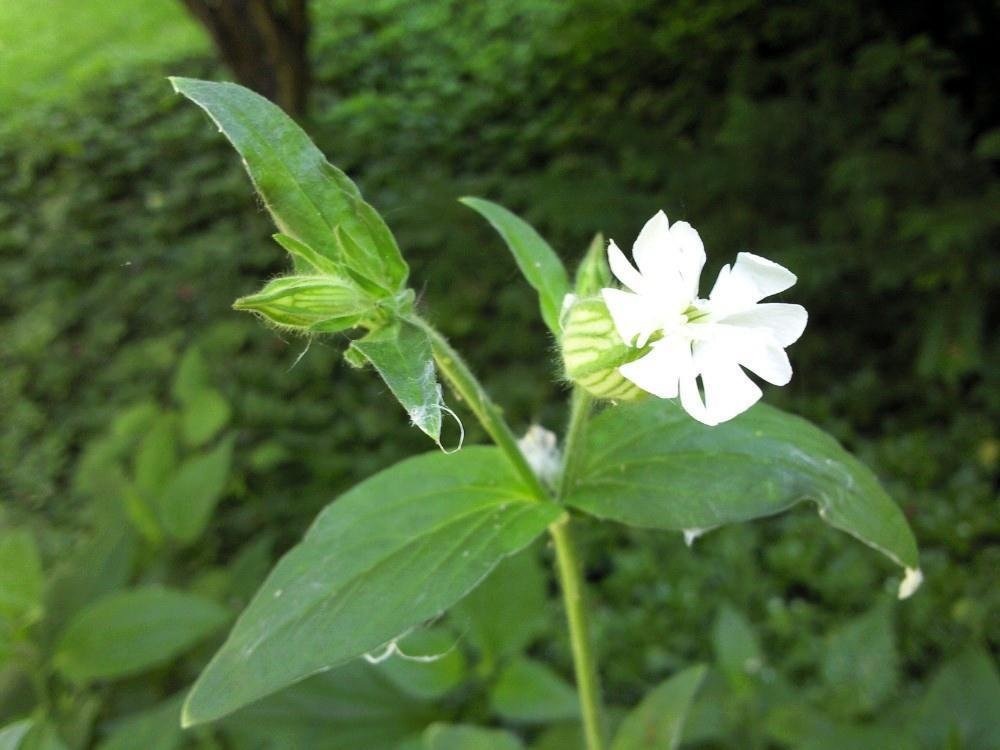 Silene Species, White Campion, White Cockle