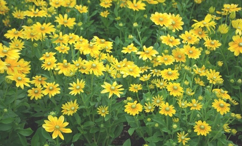 Rudbeckia, Black-Eyed Susan, Gloriosa Daisy Irish Spring