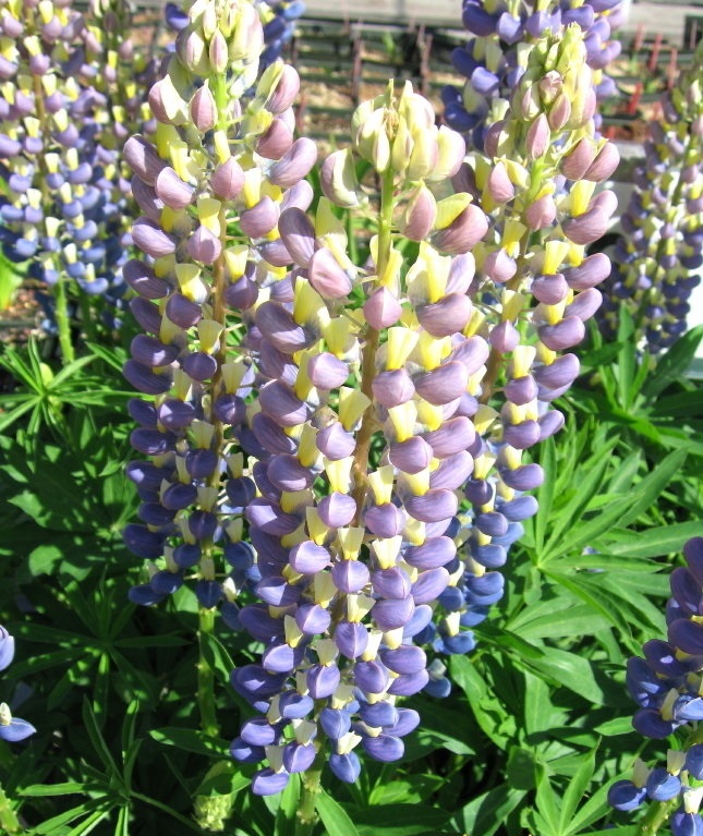 Lupinus, Lupin, Lupine Thomas Church