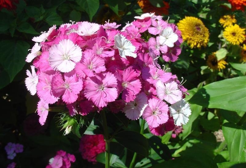 Dianthus, Sweet William Amazon Neon Rose Magic