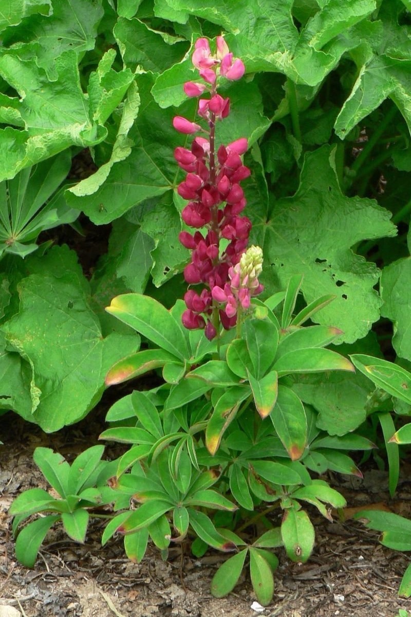 Lupinus, Dwarf Lupine, Russell Lupin Dwarf Lulu Mixed