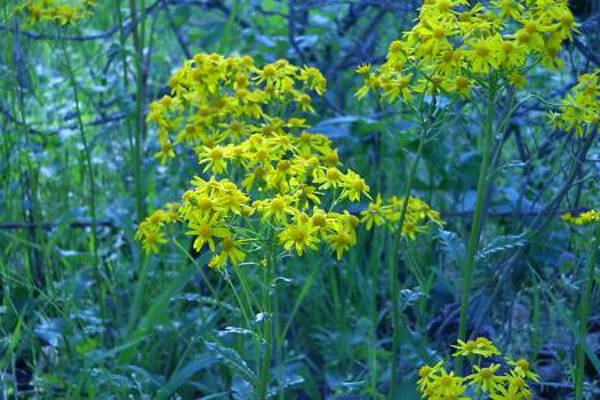 Packera Species, Prairie Groundsel, Prairie Ragwort, Squaw Weed