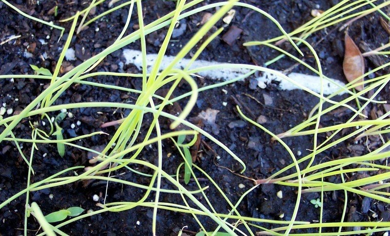 Allium, Garden Onion, Edible Onion, Red Onion Desert Sunrise