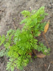 Carrot 'Triton'