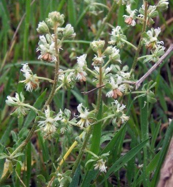 Reseda Species, Corn Mignonette, Rampion Mignonette