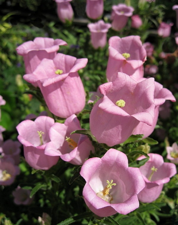 Campanula Cultivar, Bellflower, Canterbury Bells Champion Pink