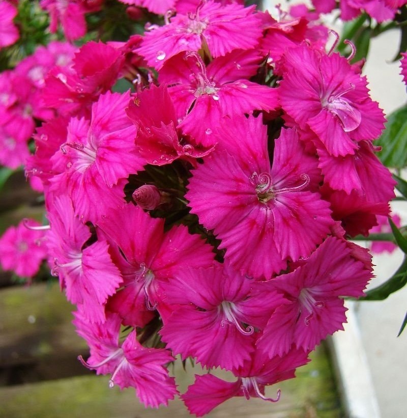 Dianthus, Sweet William Amazon Neon Cherry