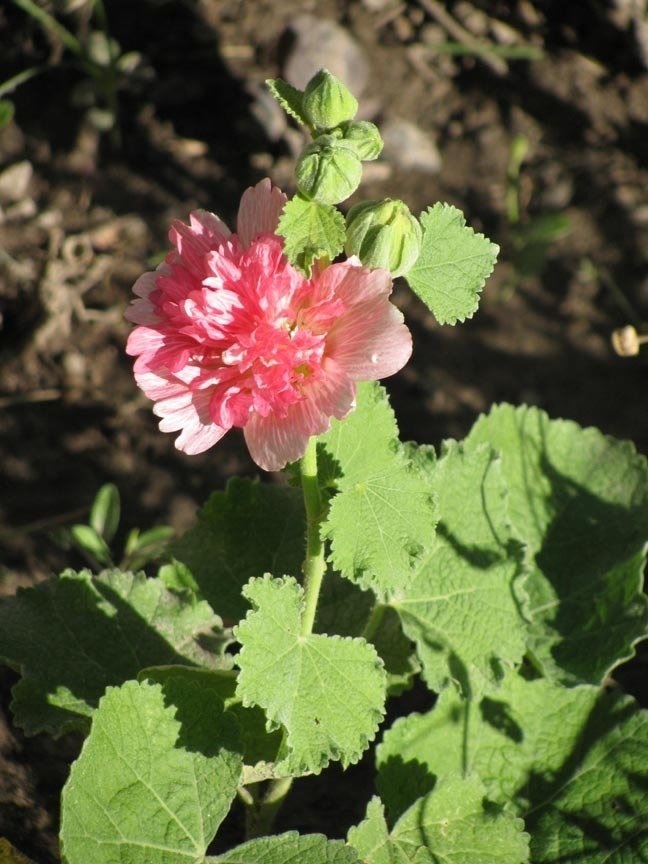 Alcea, Common Hollyhock, Garden Hollyhock Spring Celebrities