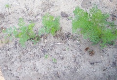 Carrot 'Purple Rain'
