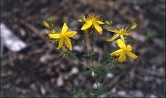 Yellow-wort