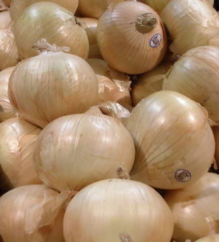 Allium, Garden Onion, Edible Onion DP Sweet Granex