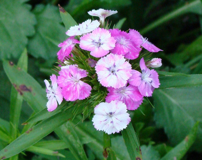 Dianthus, Sweet William Noverna Clown