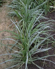 Vegetable Oyster Plant, Salsify, Wild Quinine 'Fiore Blu'