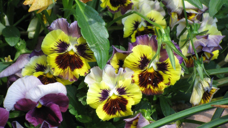 Viola, Garden Pansy, Pansy Fizzy Lemonberry