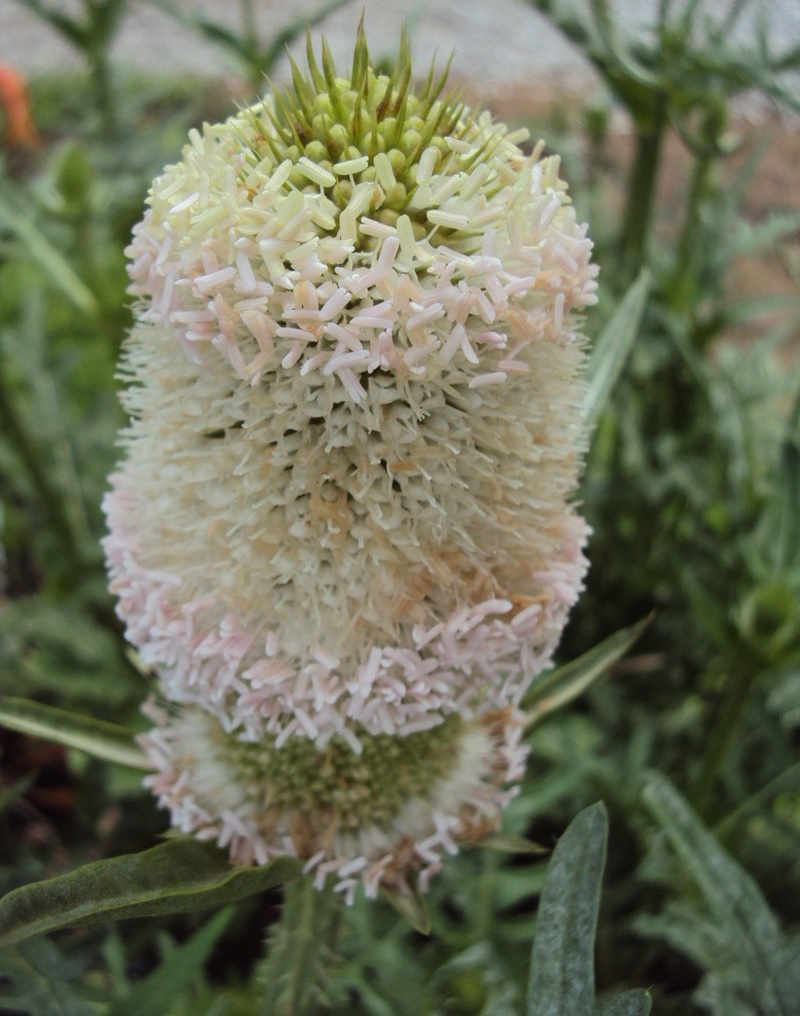 Dipsacus Species, Cut-Leaved Teasel