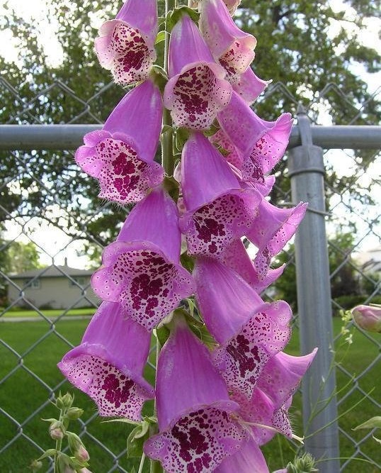 Digitalis, Common Foxglove, Ladys Glove Camelot Lavender