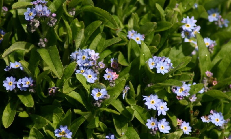 Myosotis, Woodland Forget-Me-Not Victoria Blue Dwarf