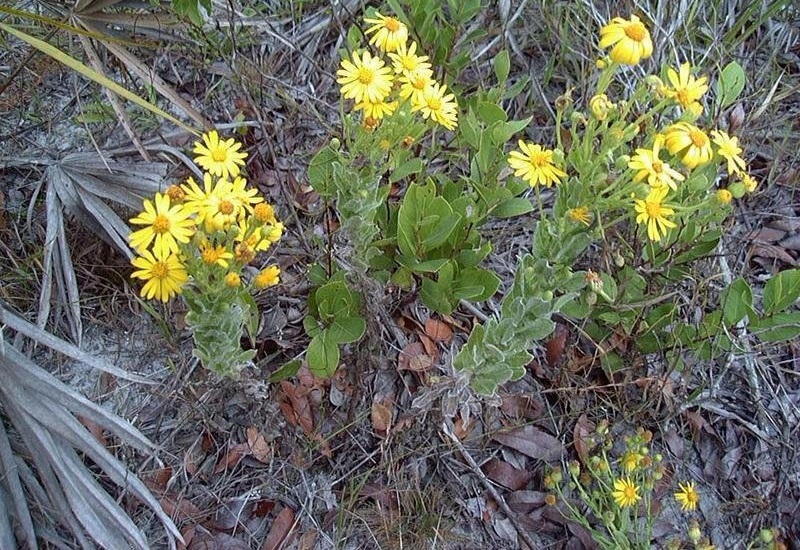 Chrysopsis Species, Highlands Golden Aster