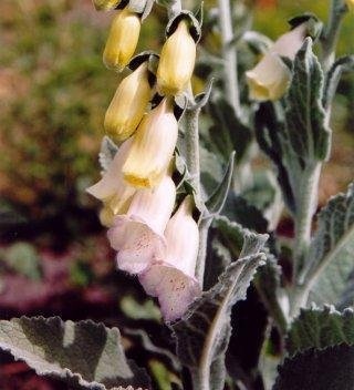 Digitalis, Common Foxglove, Ladys Glove Silver Fox