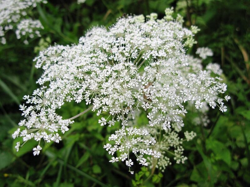 Angelica Species, Chinese Angelica, Dong Quai, Wild Celery