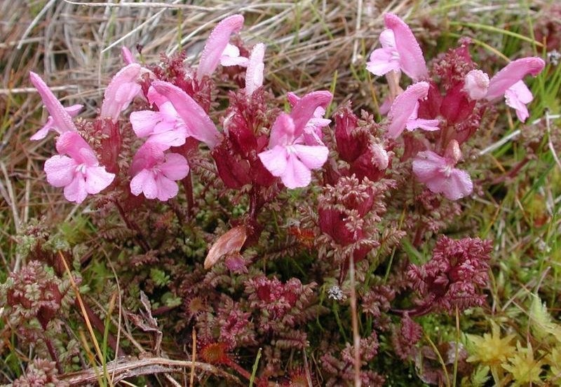 Pedicularis Species, Common Lousewort, Small Lousewort