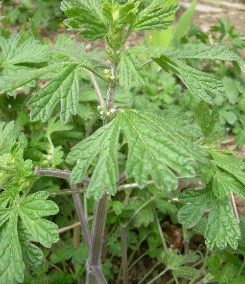 Chinese Motherwort