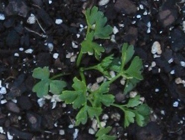 Petroselinum, Flat-Leaf Parsley, Italian Parsley Titan