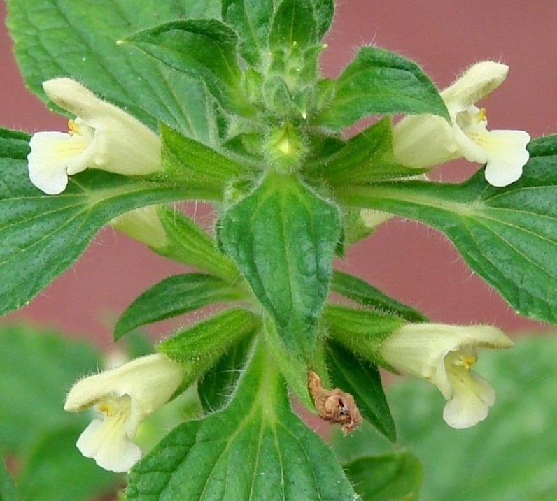 Salvia Species, Wild Sage