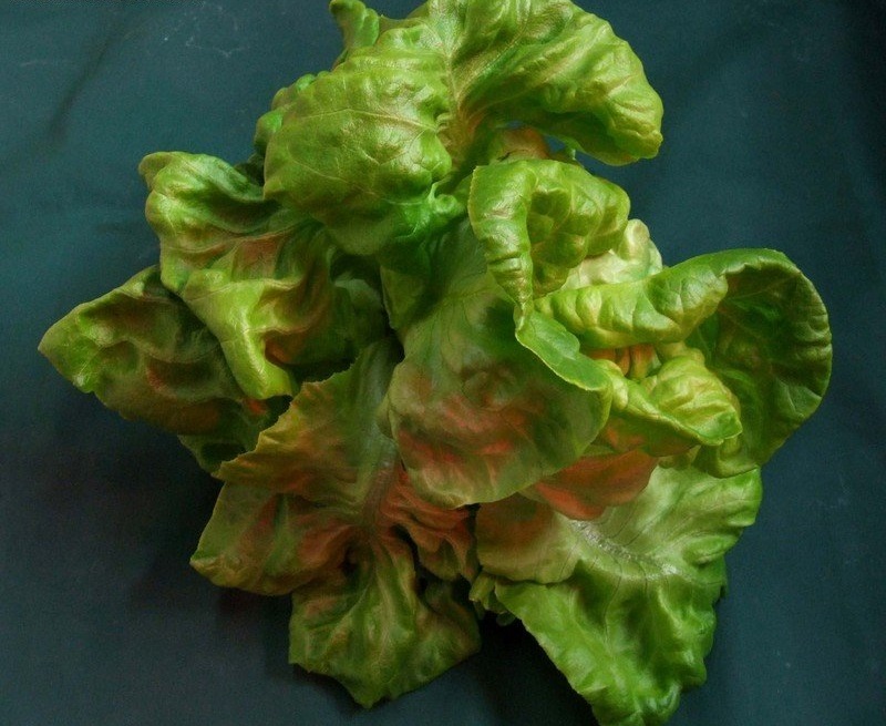 Lettuce, Butterhead Lettuce Cassandra