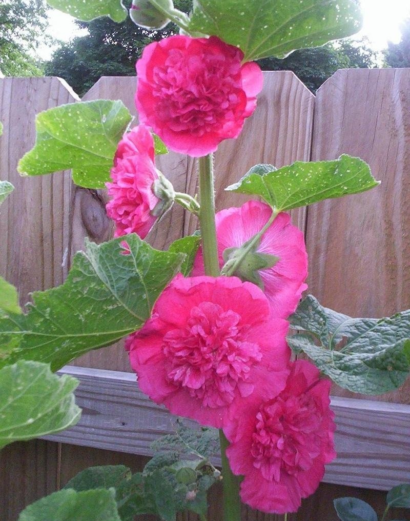 Alcea, Double Hollyhock, Garden Hollyhock Chaters Double Rose