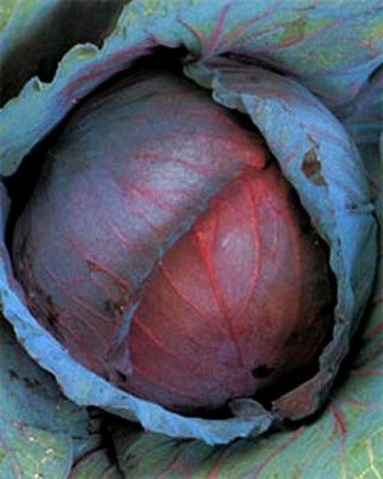 Cabbage, Red Ruby King