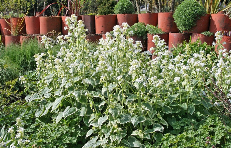 Lunaria, Honesty, Money Plant Variegata Alba